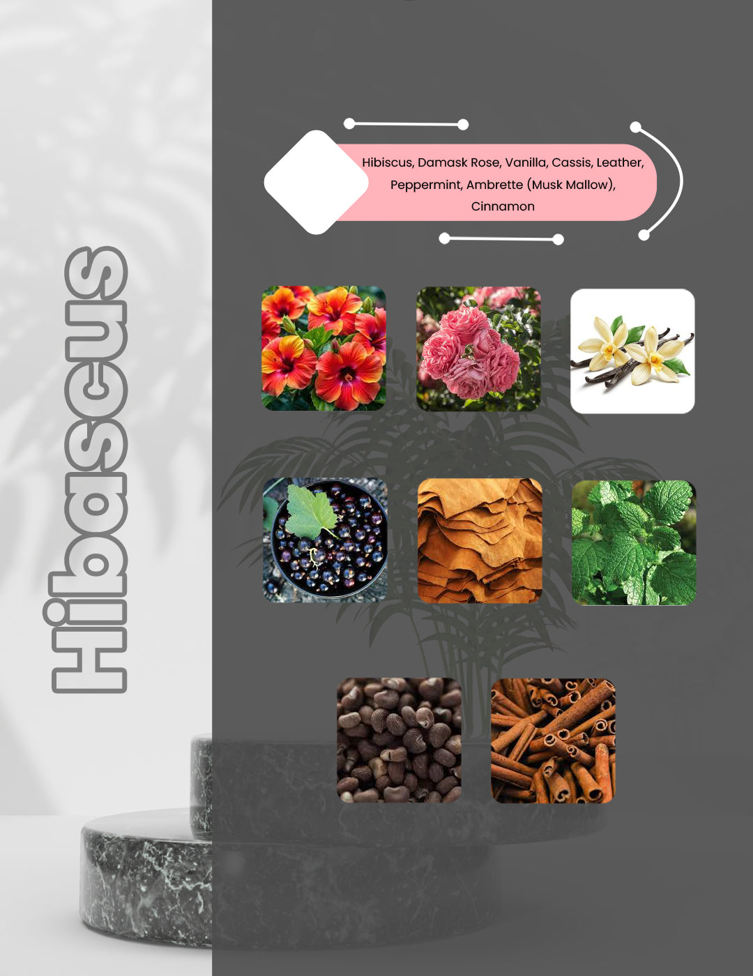 Hibiscus Mahajad - Hibascus