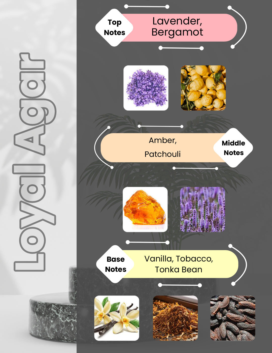 Layton - Loyal Agar