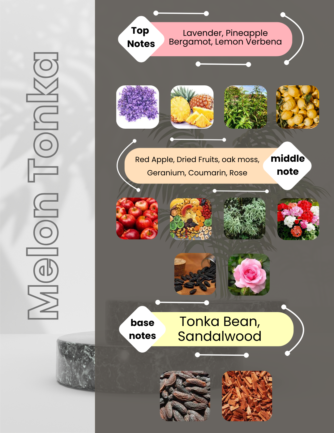 Arabians Tonka - Melon Tonka