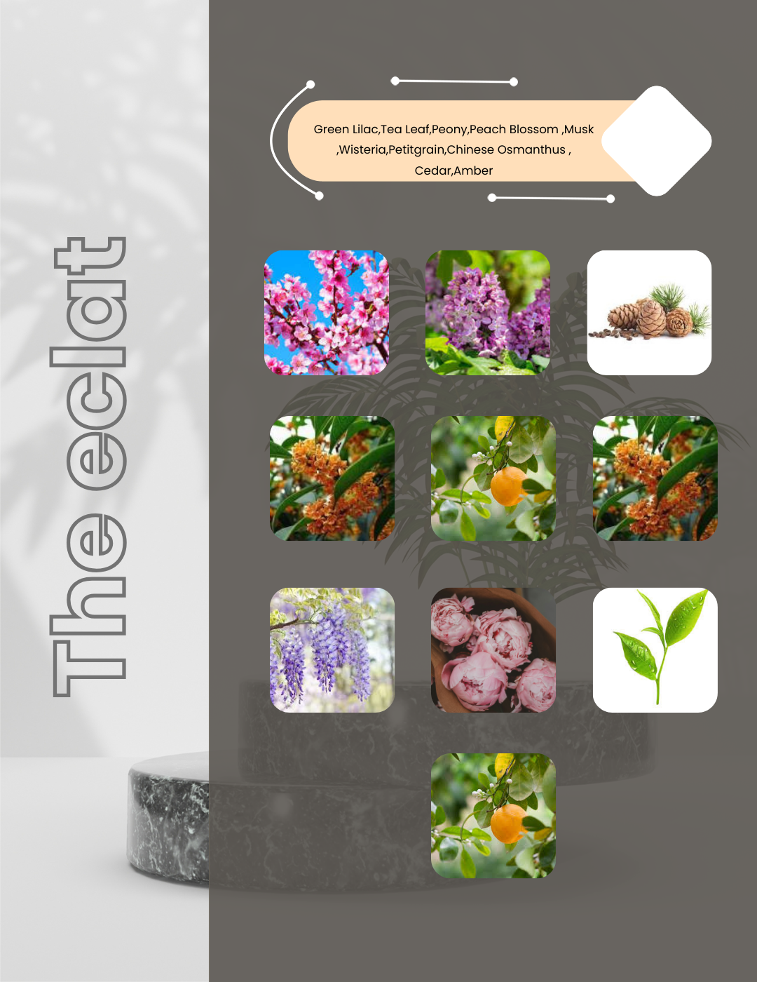 Eclat d'Arpege - The Eclet